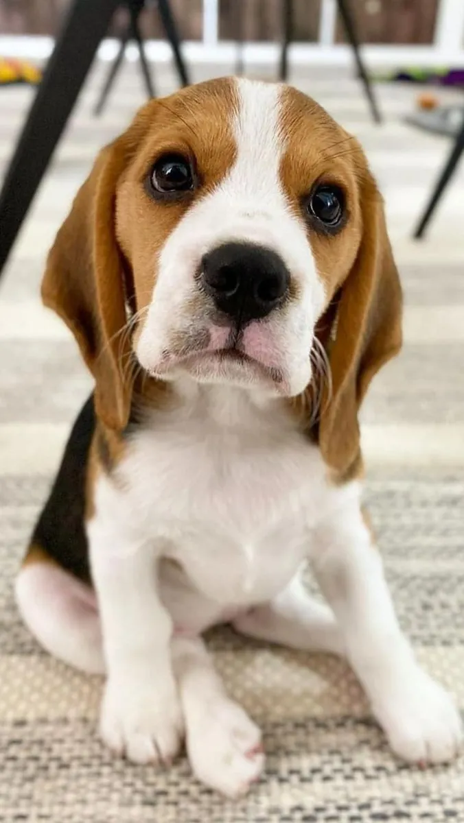 出售比格犬 | 性格开朗、好奇心强、适合家庭饲养