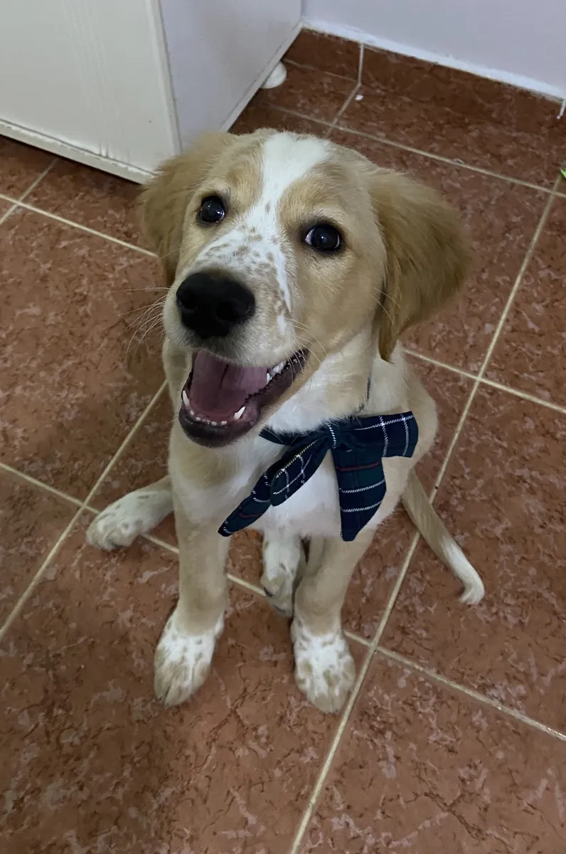 Altın setter karışımı