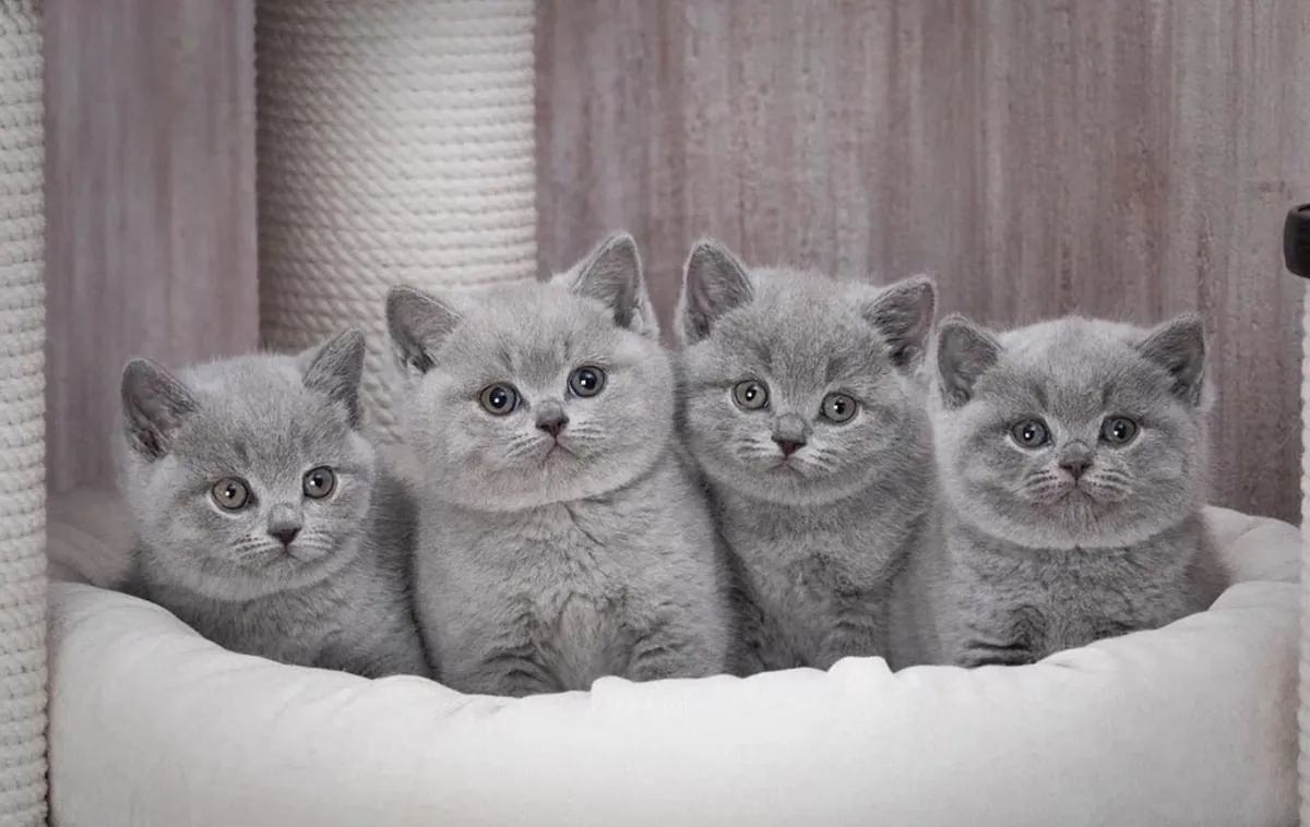 Felinos esponjosos en venta