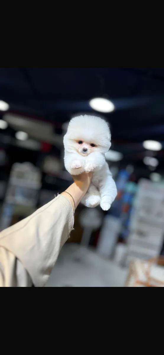 我们想收养我们的博美犬宝宝。