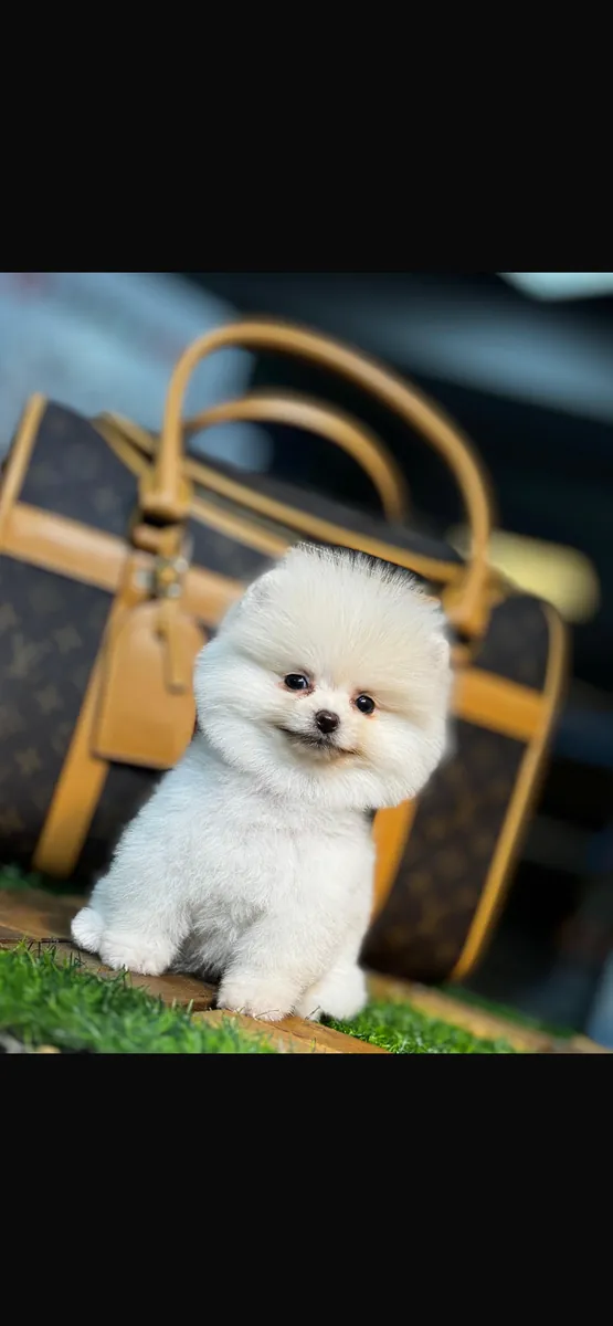 我们想收养我们的博美犬宝宝。