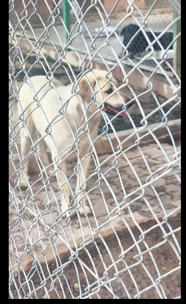 Le chien turc de race Treasure Dog, un croisement avec le Kangal, a de préférence besoin d'un chien doux et fidèle, disposant de son propre foyer et territoire.