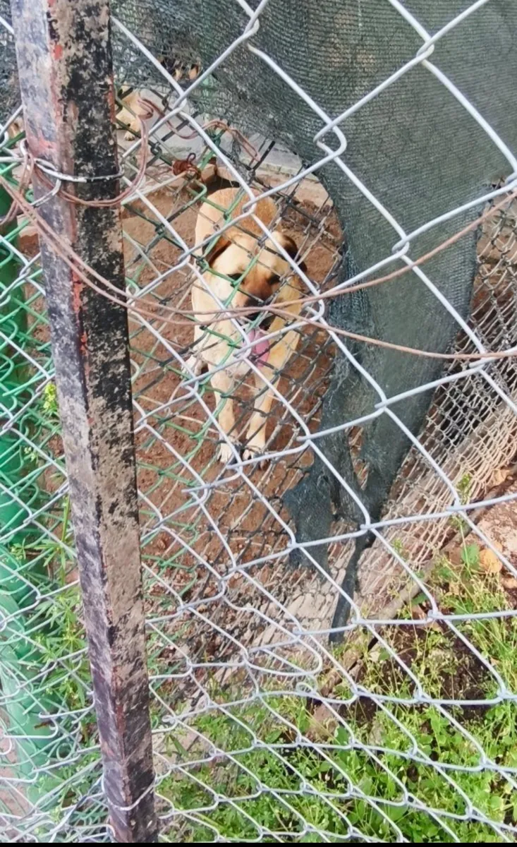 Le chien turc de race Treasure Dog, un croisement avec le Kangal, a de préférence besoin d'un chien doux et fidèle, disposant de son propre foyer et territoire.