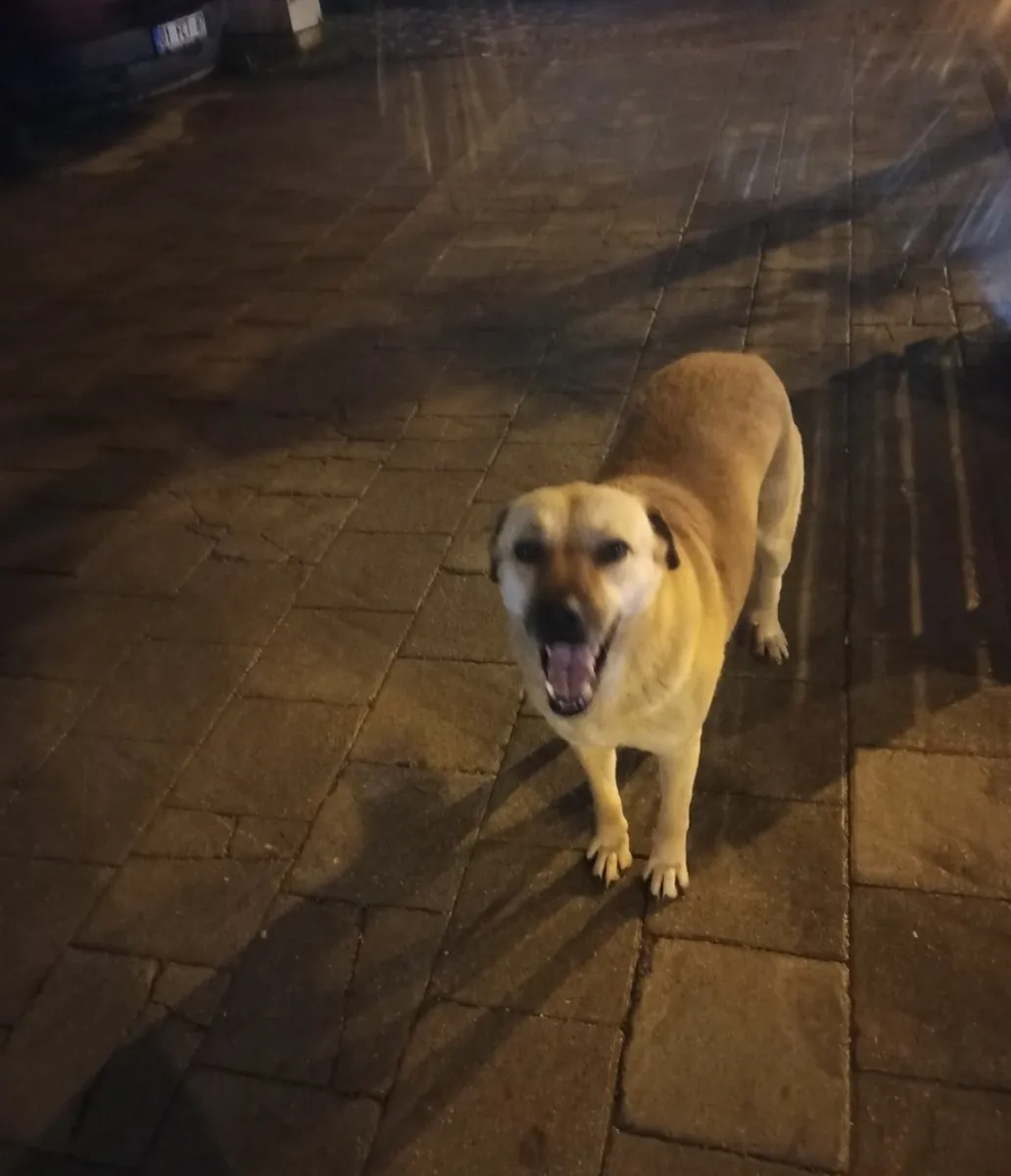 A Kangal girl (a Turkish treasure and treasure) is looking for a worthy owner.