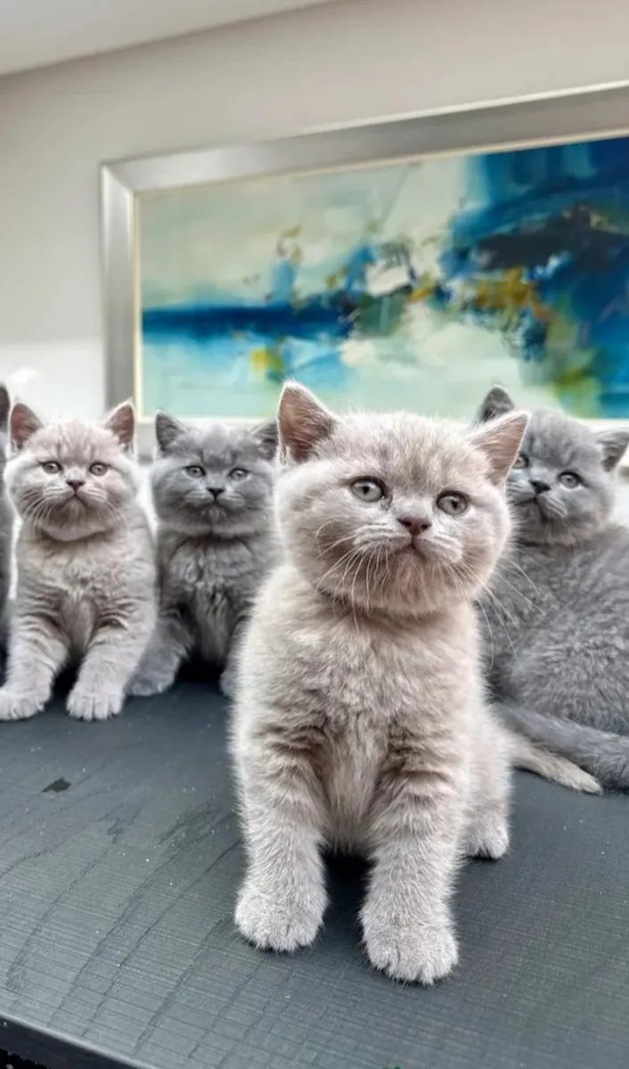 Exquisite Champion-Sired British Shorthair Kittens