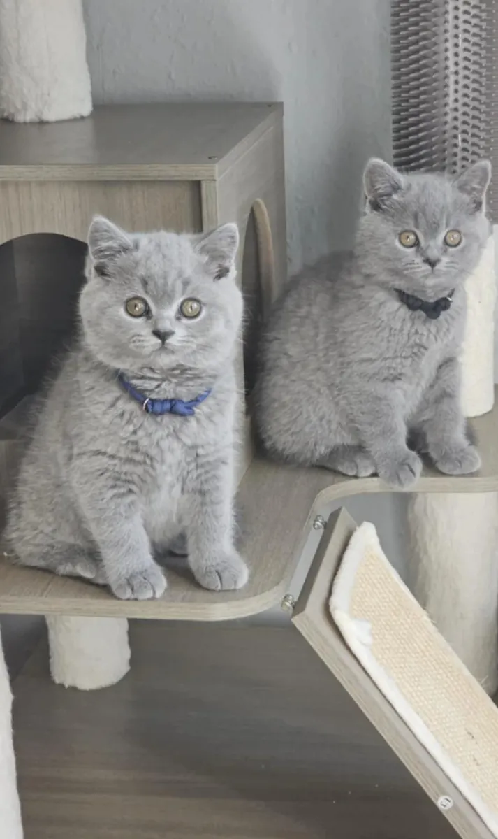 Высококачественный помет британских короткошерстных кошек.
