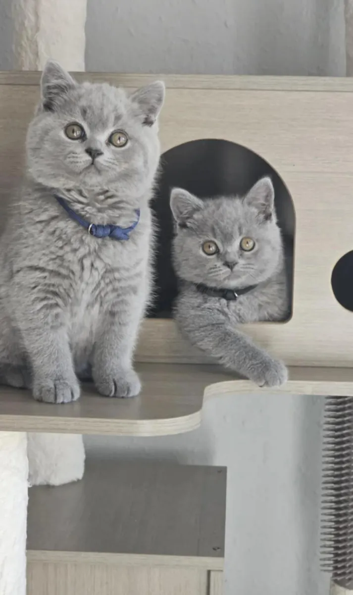 luxury feline companion