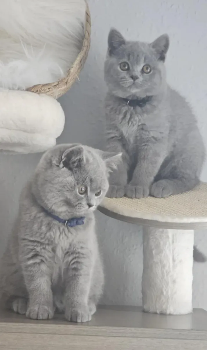 luxury feline companion