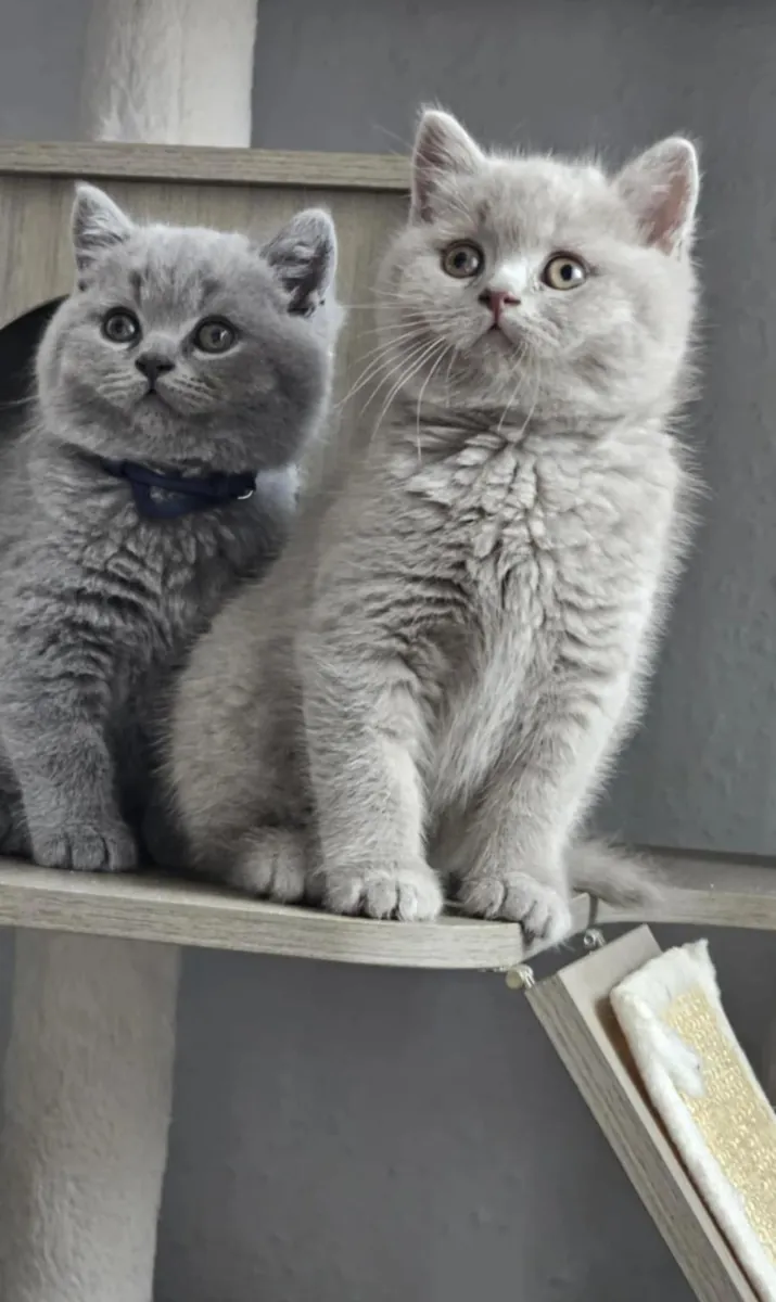 luxury feline companion
