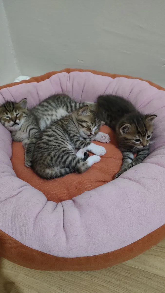 A home for 4 cubs