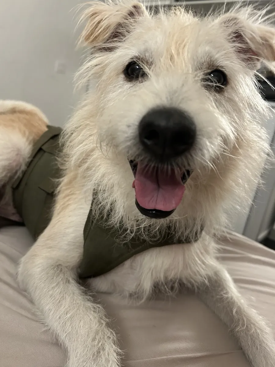 Superperro macho buscando una chica