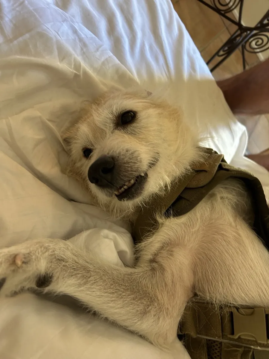 Superperro macho buscando una chica