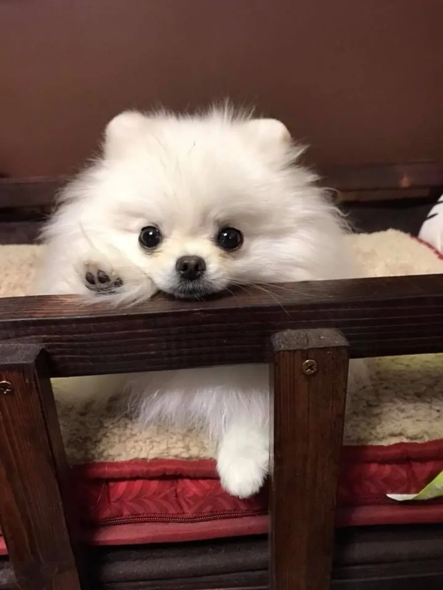 Poméranien à vendre | Race pure, idéal pour la vie en appartement, affectueux