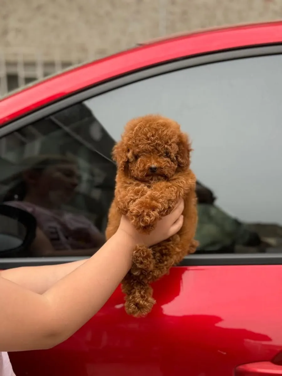 2.5 AYLIK POODLE DİŞİ BEBEĞİMİZ SAHİPLENDİRME