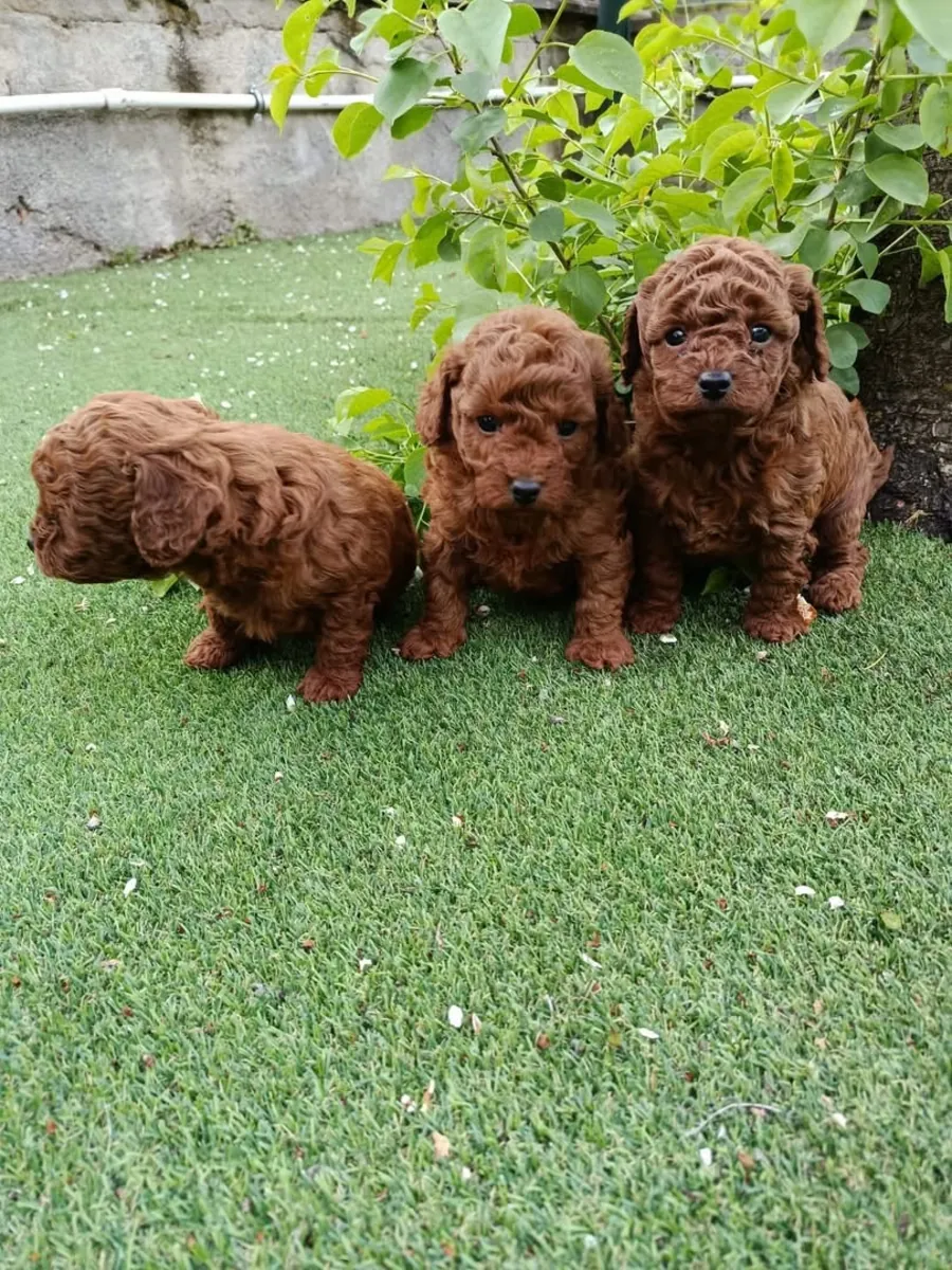 2.5 AYLIK POODLE DİŞİ BEBEĞİMİZ SAHİPLENDİRME