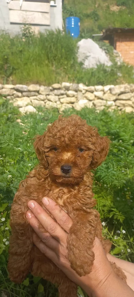 2.5 AYLIK POODLE DİŞİ BEBEĞİMİZ SAHİPLENDİRME