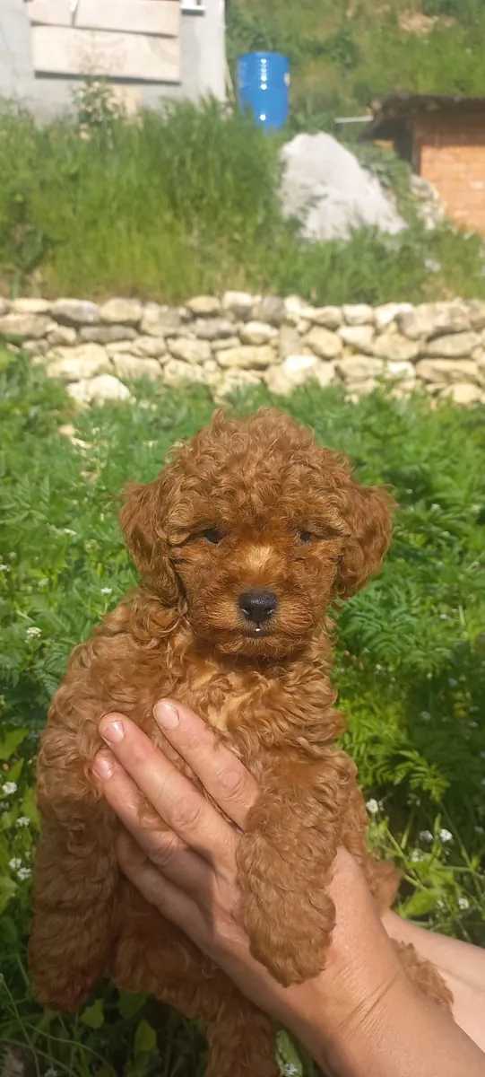 2.5 AYLIK POODLE DİŞİ BEBEĞİMİZ SAHİPLENDİRME