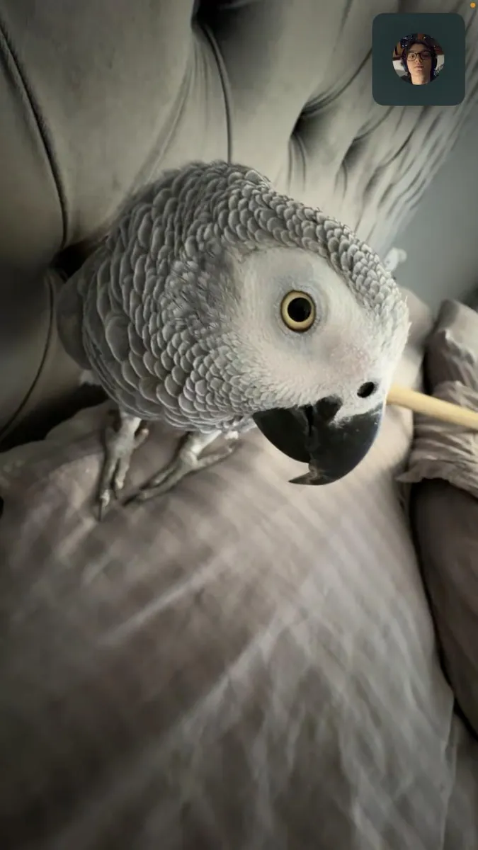 jako papağanı