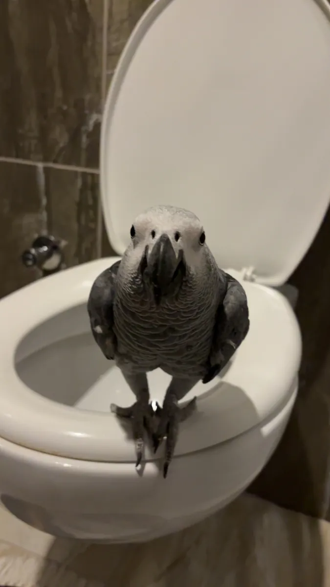 jako papağanı