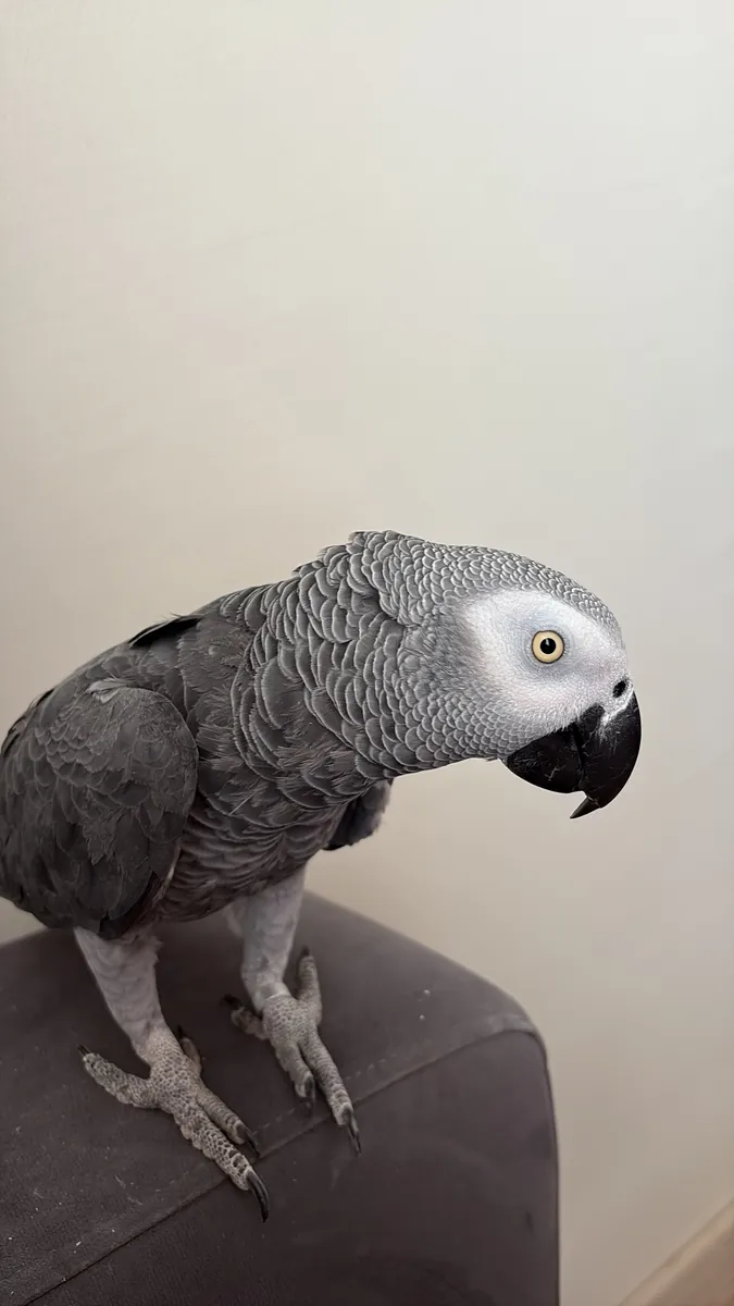 jako papağanı