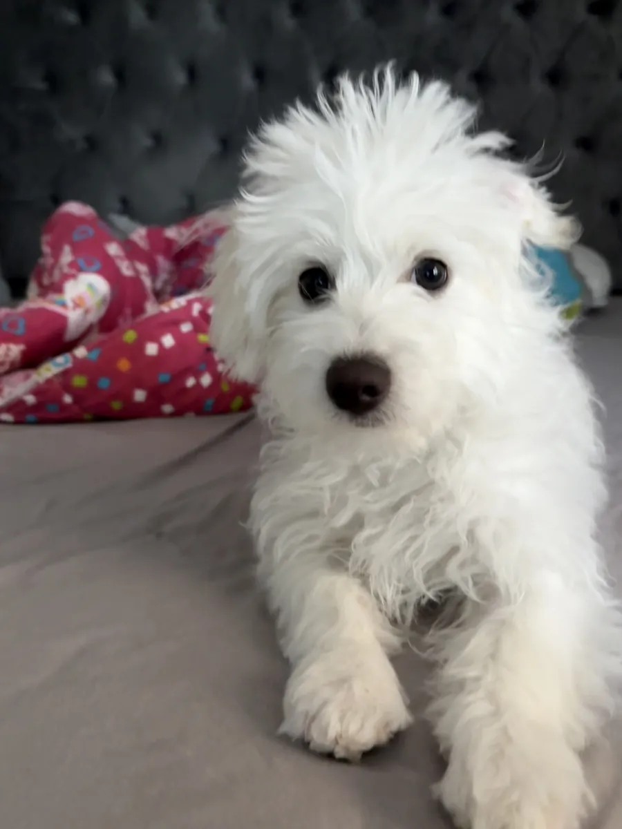 Cachorro Maltipoo de 4 meses
