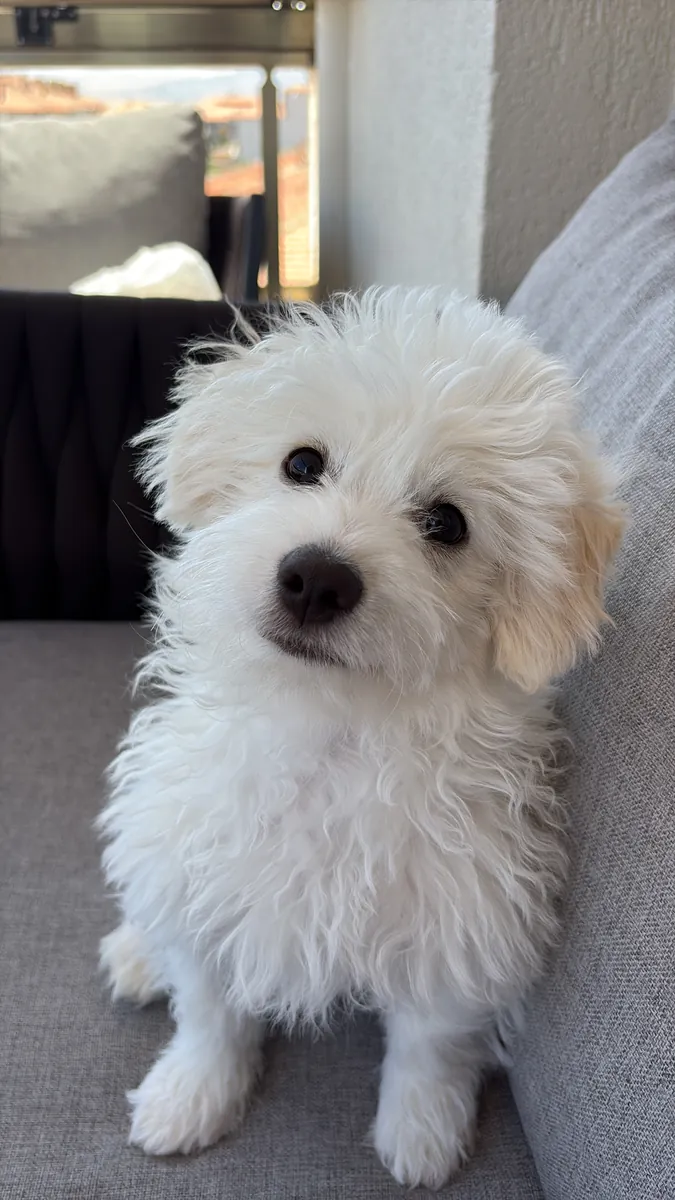 Cachorro Maltipoo de 4 meses