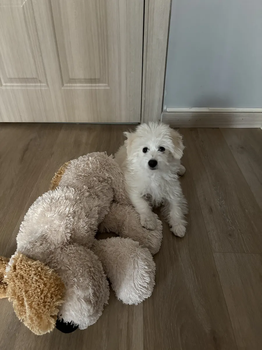 Cachorro Maltipoo de 4 meses