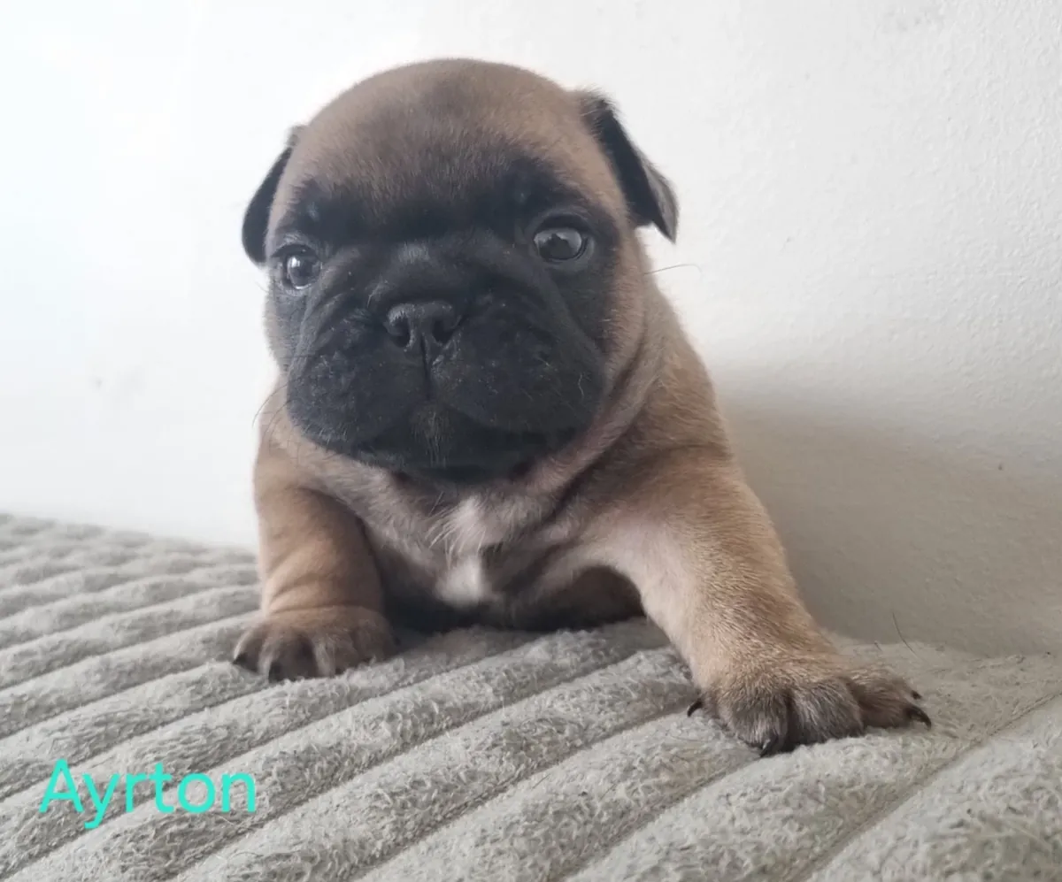 bouledogue français