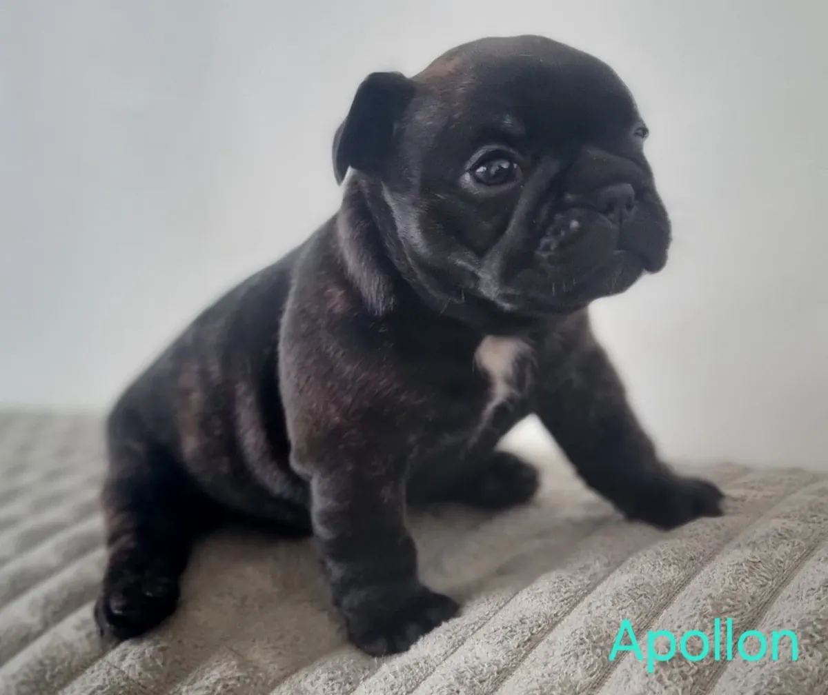 bouledogue français