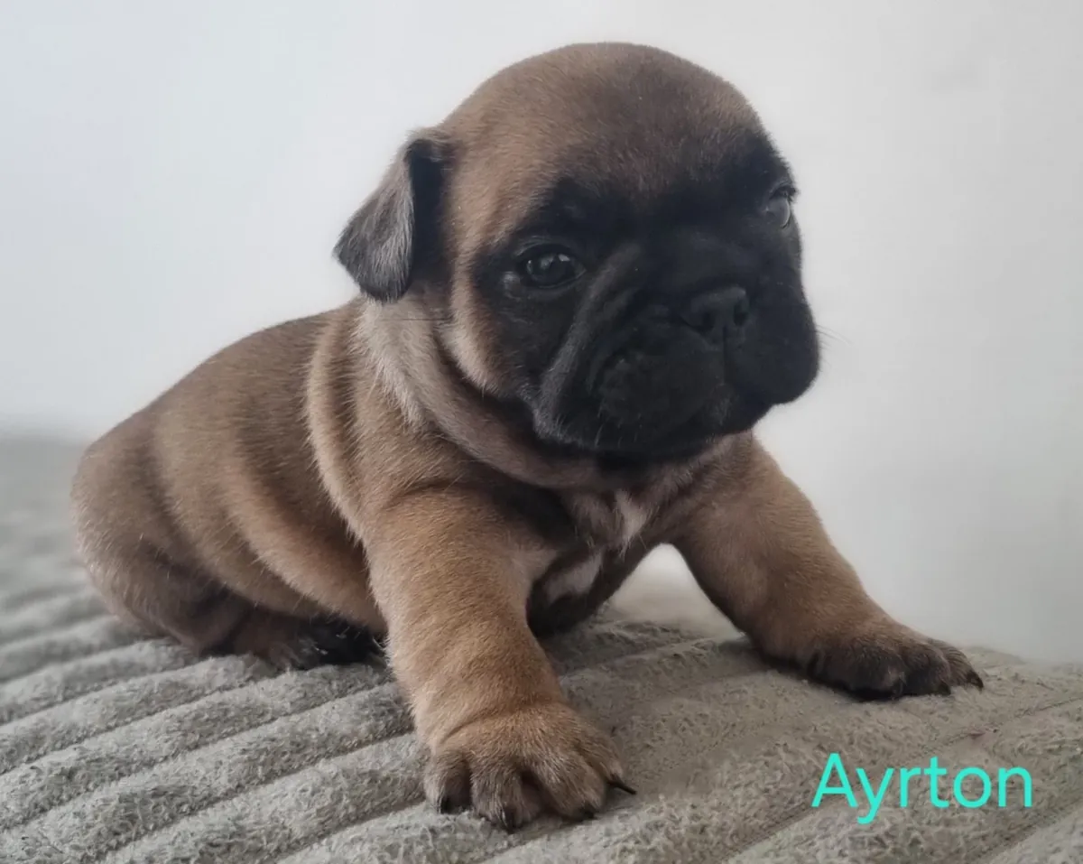 bouledogue français