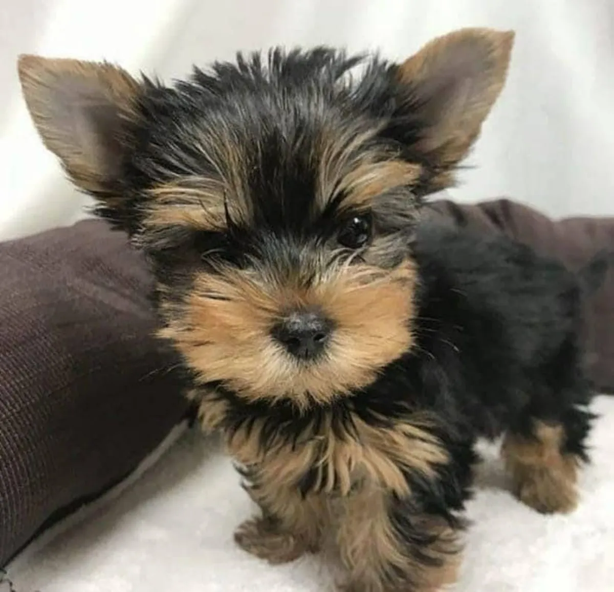 Adorable chiot Yorkshire
