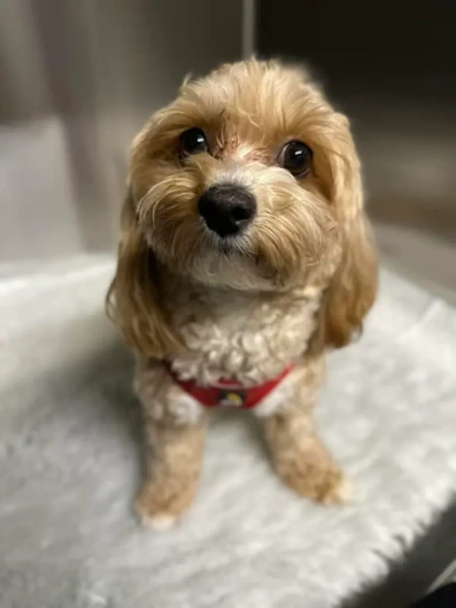 Urgencias veterinarias 24/7 en el centro de Londres (Belgravia) – Clínica Veterinaria Elizabeth Street - London