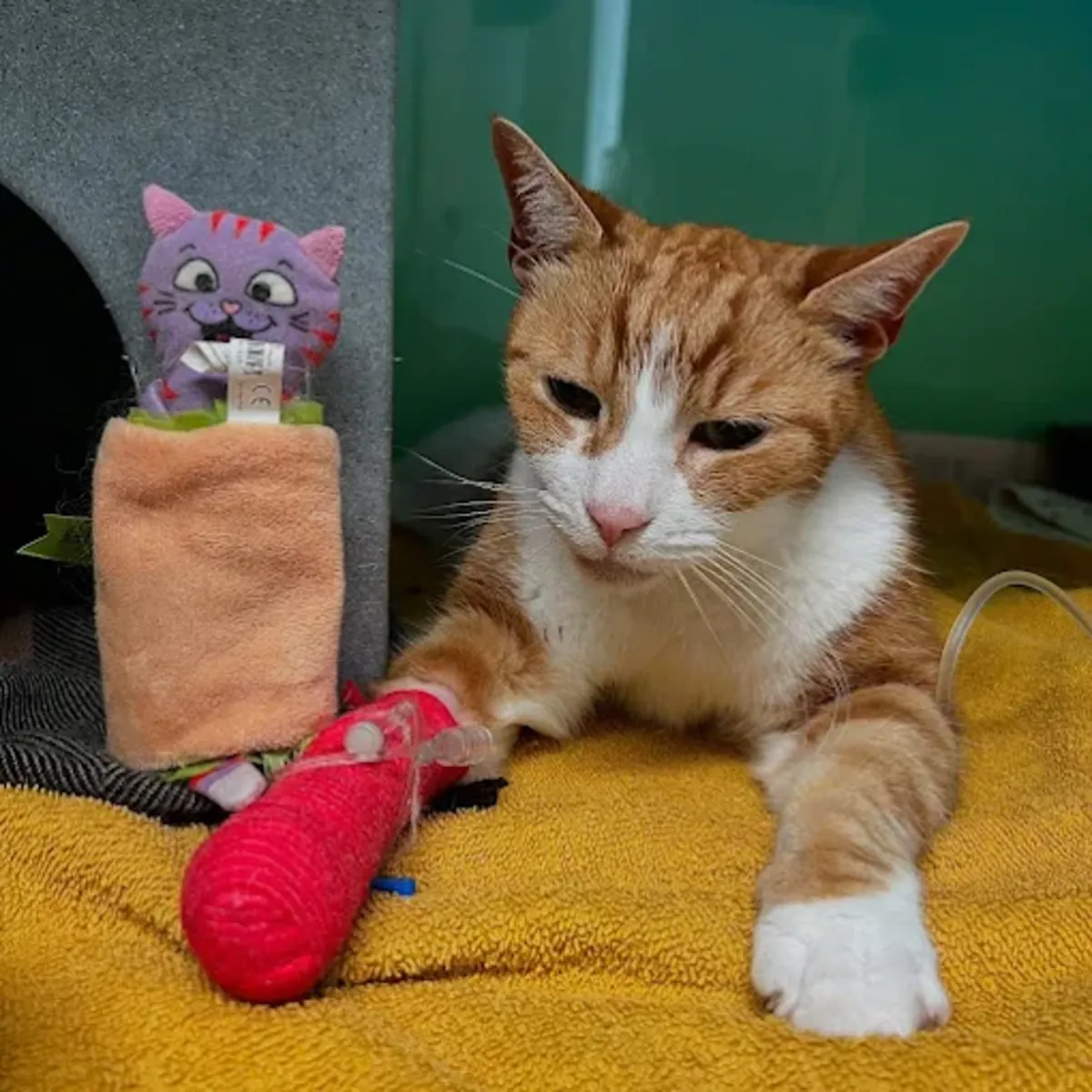 Urgencias veterinarias 24/7 en el centro de Londres (Belgravia) – Clínica Veterinaria Elizabeth Street - London