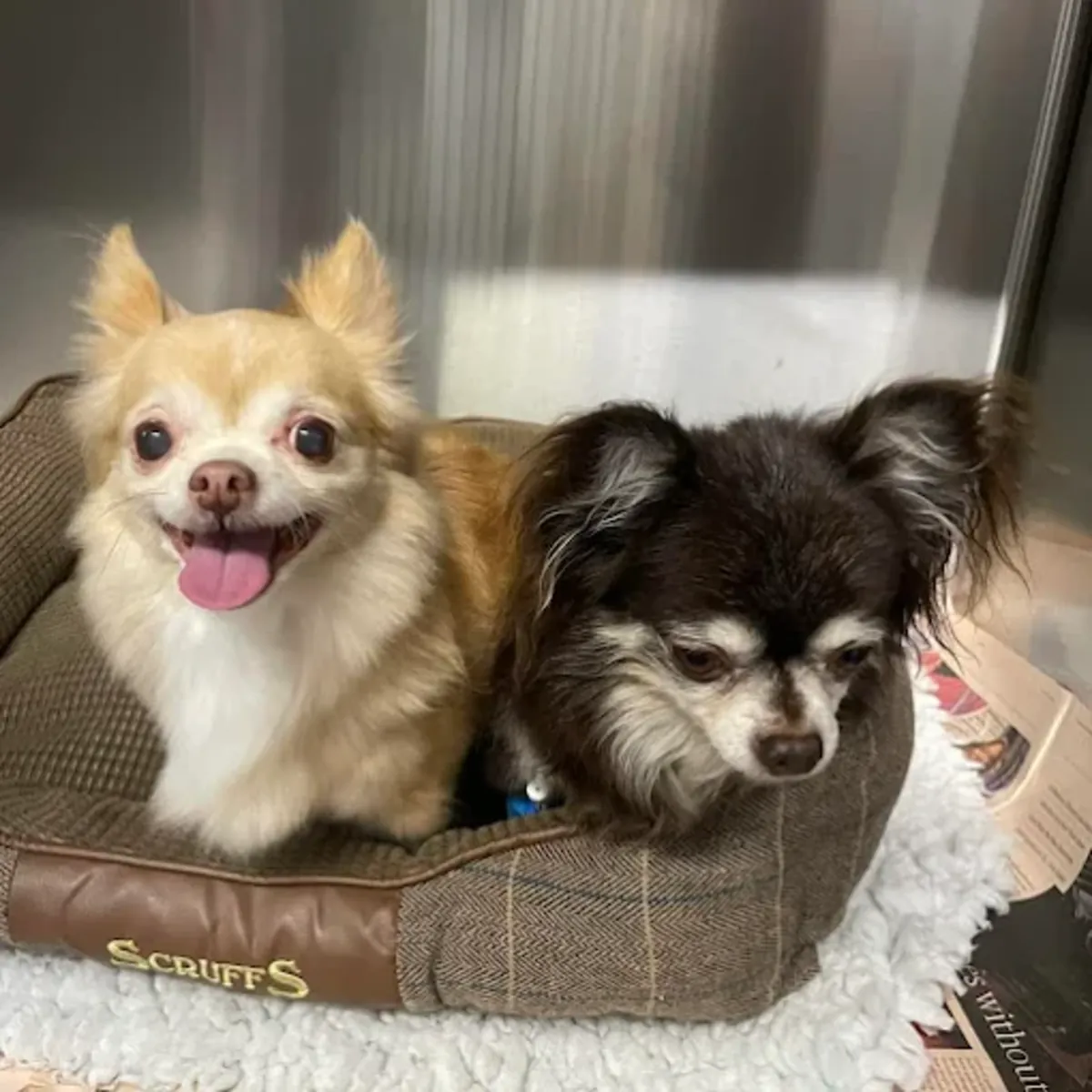 Urgencias veterinarias 24/7 en el centro de Londres (Belgravia) – Clínica Veterinaria Elizabeth Street - London