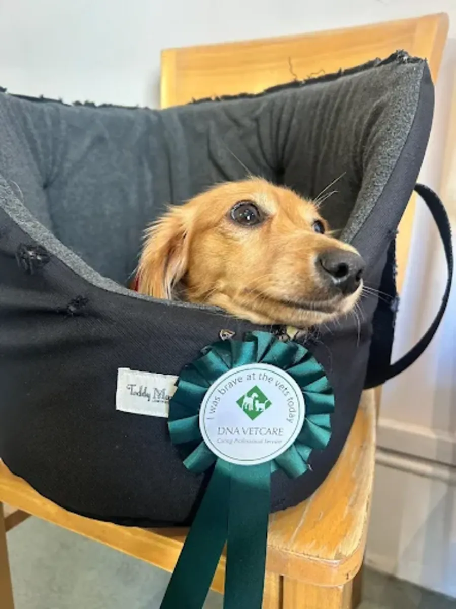 Urgencias veterinarias 24/7 en el centro de Londres (Belgravia) – Clínica Veterinaria Elizabeth Street - London