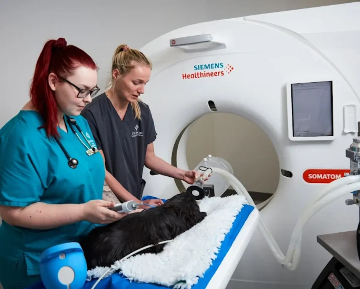 Urgencias veterinarias 24/7 en el sur de Londres – Streatham Hill Vets - London