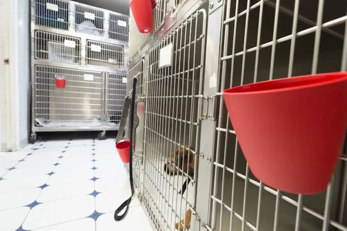 Urgencias veterinarias 24/7 en el sur de Londres – Streatham Hill Vets - London