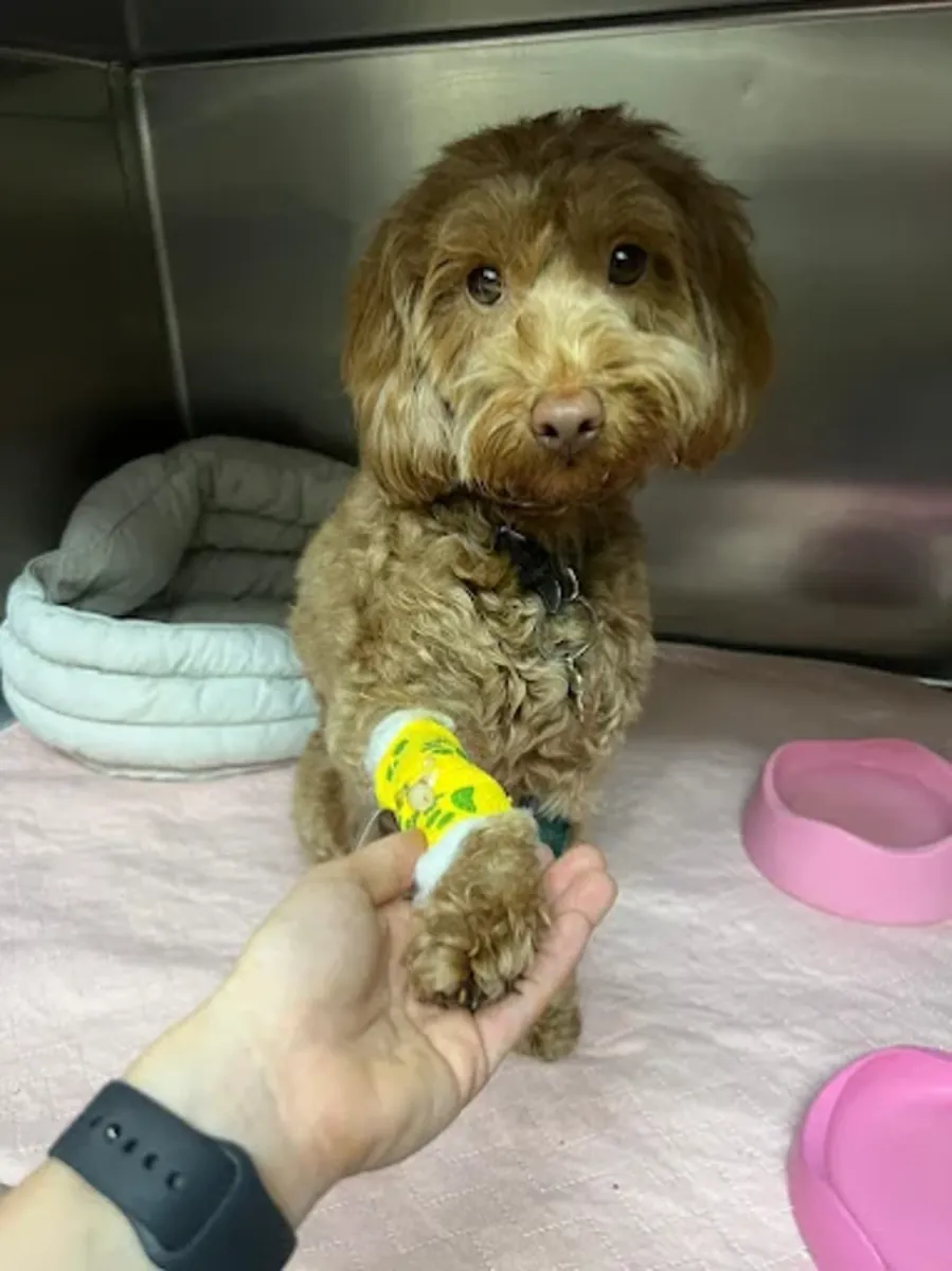 Urgencias veterinarias 24/7 en el sur de Londres – Streatham Hill Vets - London