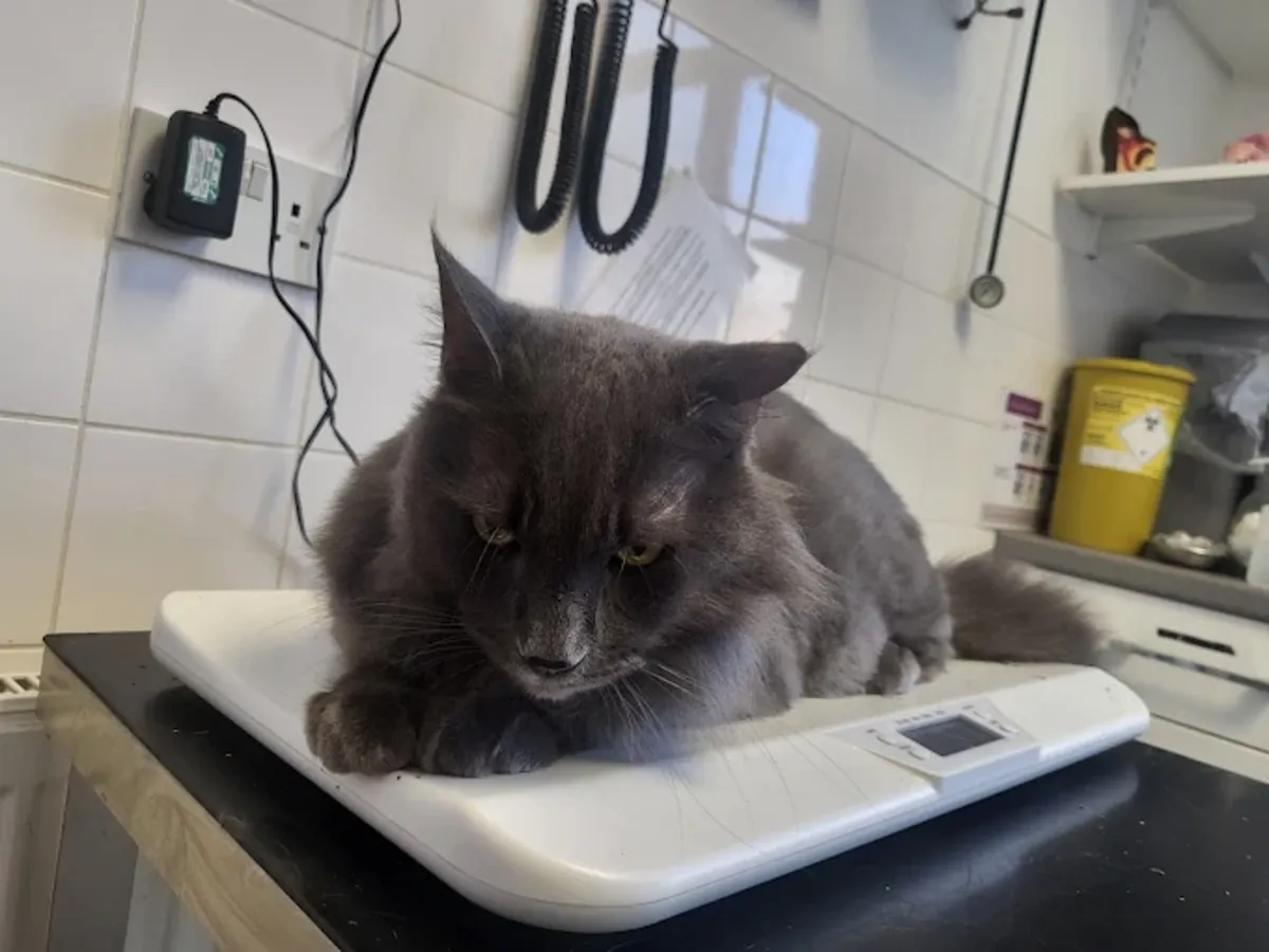 Urgencias veterinarias 24/7 en el sur de Londres – Streatham Hill Vets - London