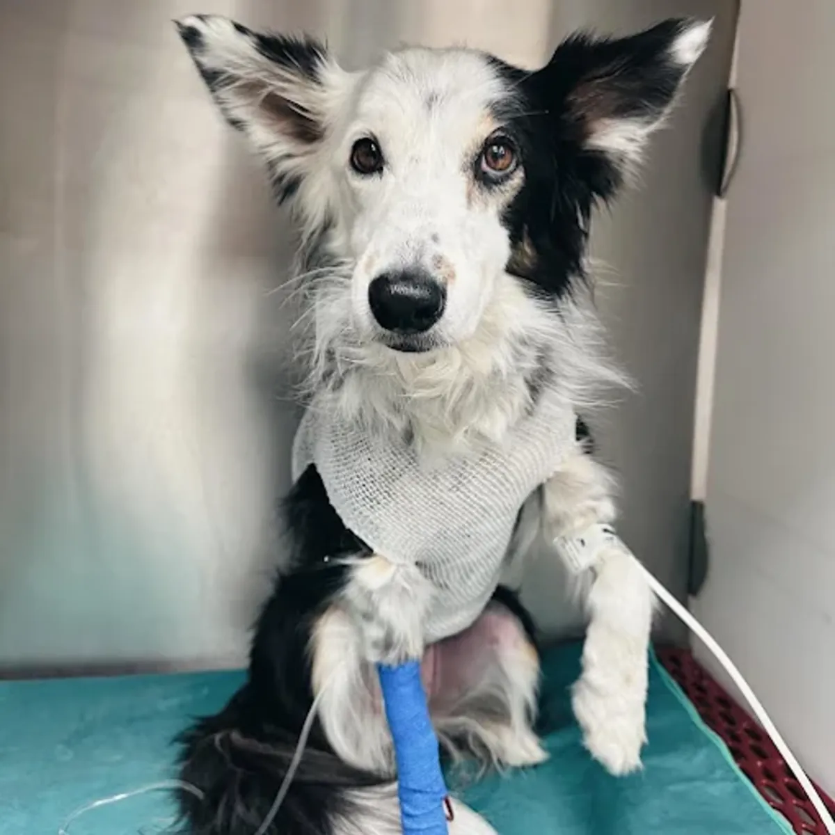 24-hour Veterinary Emergency Services in Madrid – Retiro Veterinary Hospital - Madrid