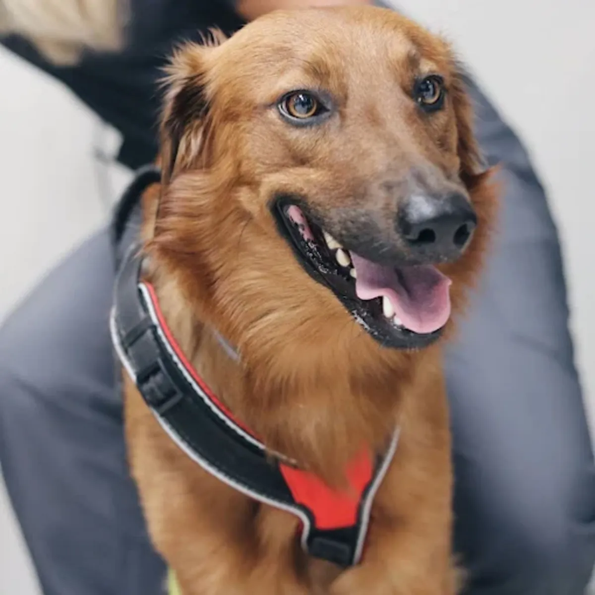 24-hour Veterinary Emergency Services in Madrid – Retiro Veterinary Hospital - Madrid