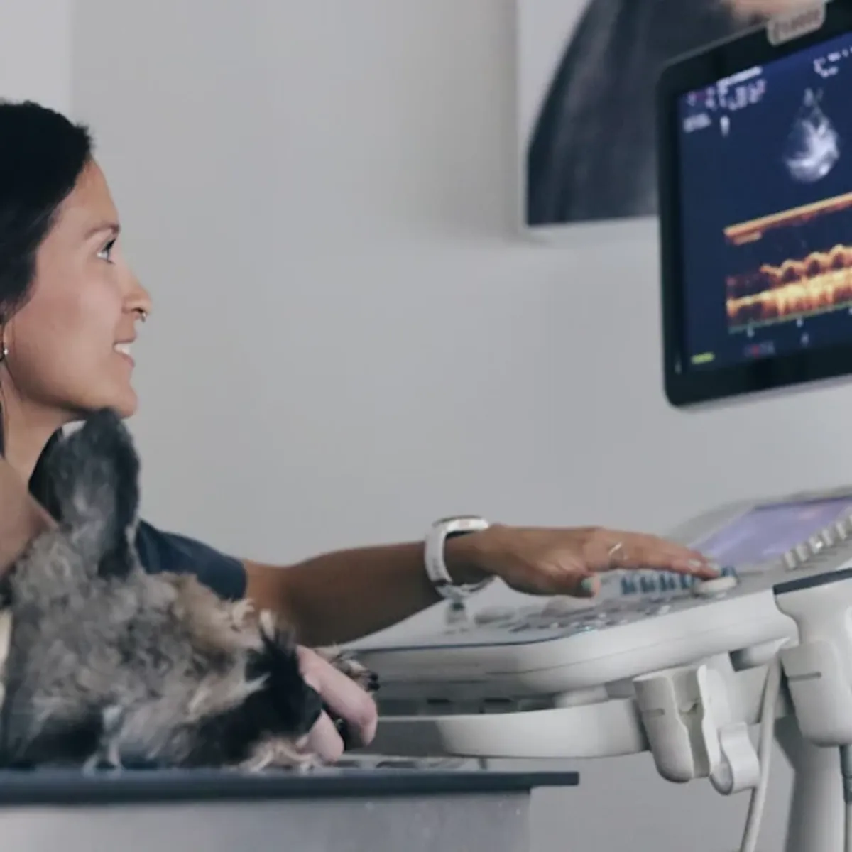 24-hour Veterinary Emergency Services in Madrid – Retiro Veterinary Hospital - Madrid