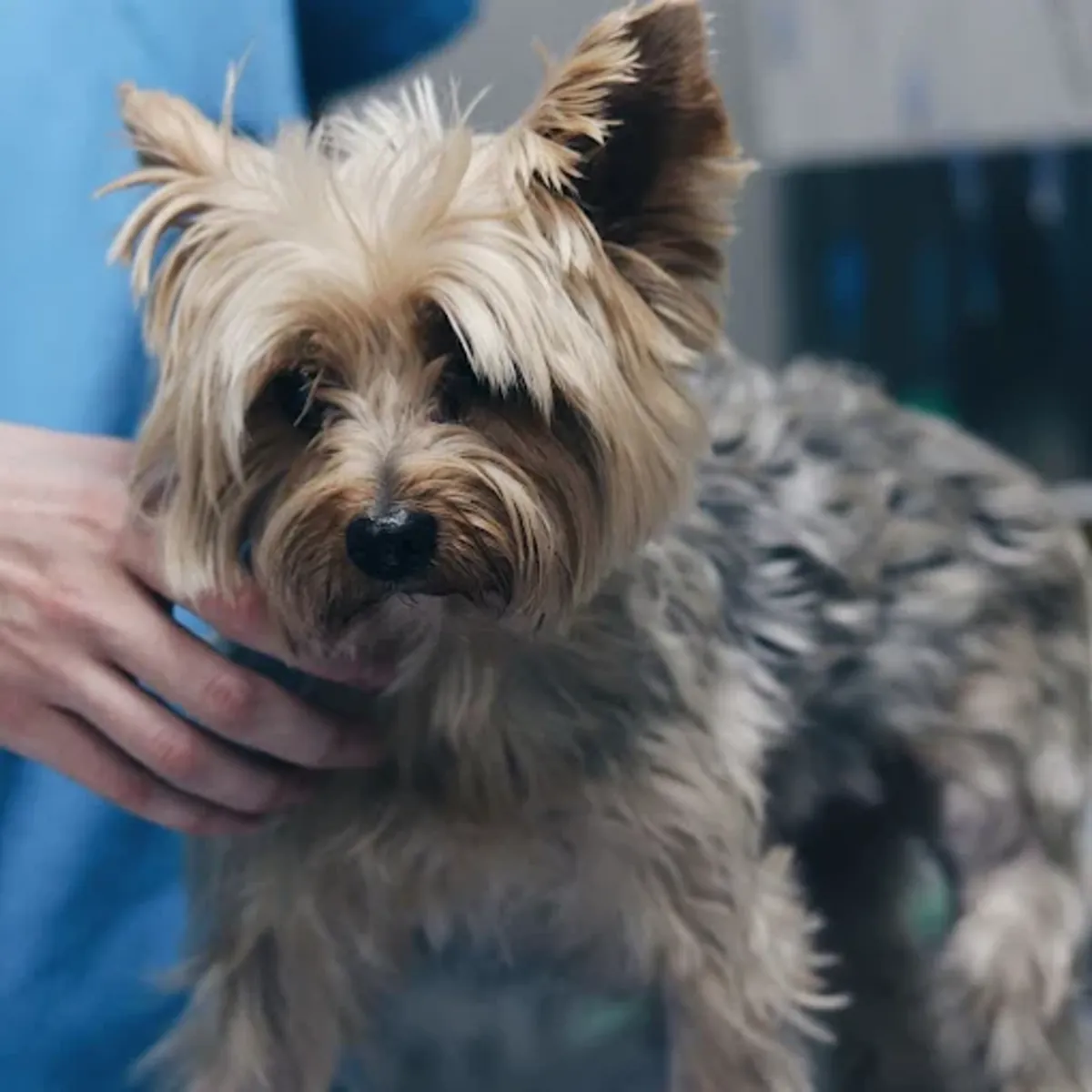 24-hour Veterinary Emergency Services in Madrid – Retiro Veterinary Hospital - Madrid