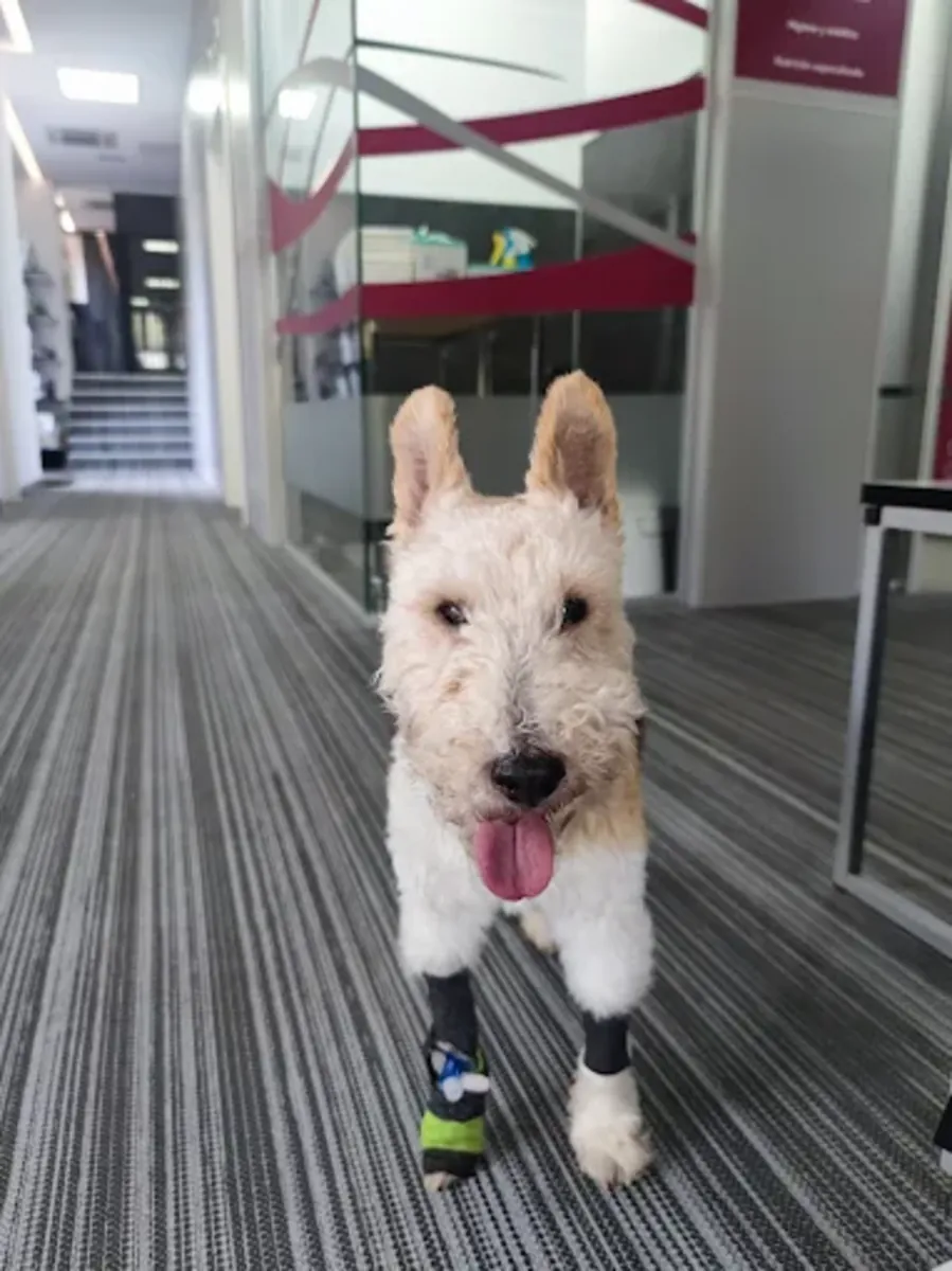 马德里24小时急诊兽医医院 – 阿图罗·索里亚 - Madrid