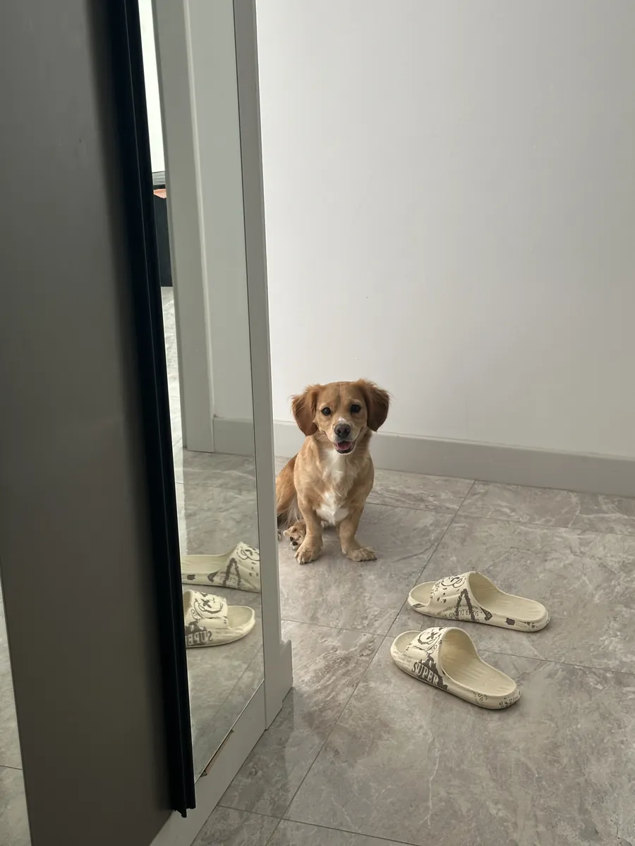Sevimli Golden retriever Dachshund kırması