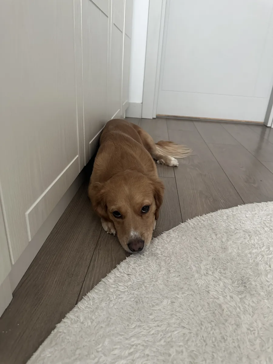 Sevimli Golden retriever Dachshund kırması