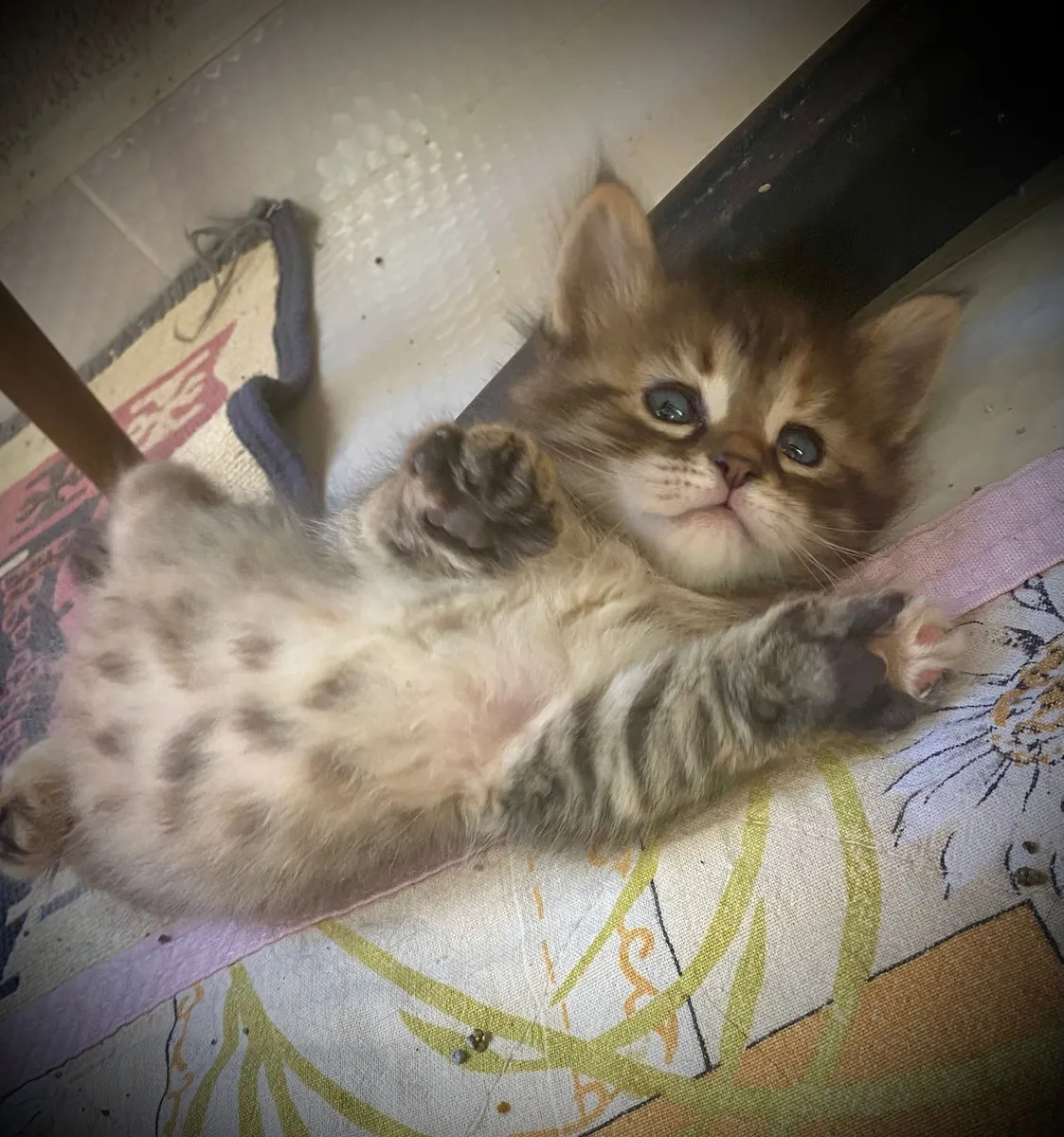 TÜYLÜ BUĞDAY OMURGA YUVASI