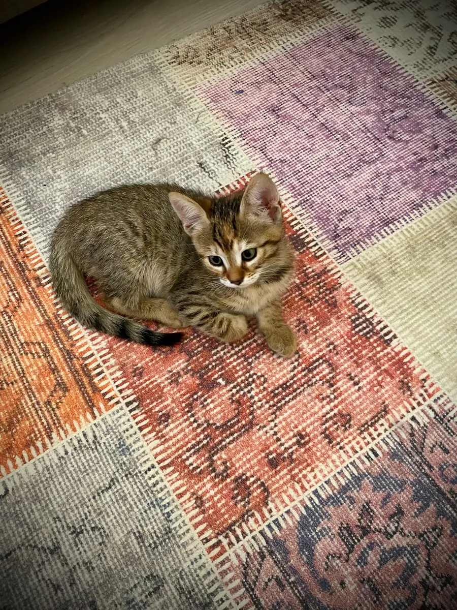 CUTE PRINCESS