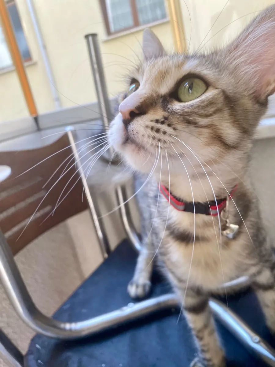 DİŞİ KISIR EV KEDİSİNE ÖMÜRLÜK YUVA