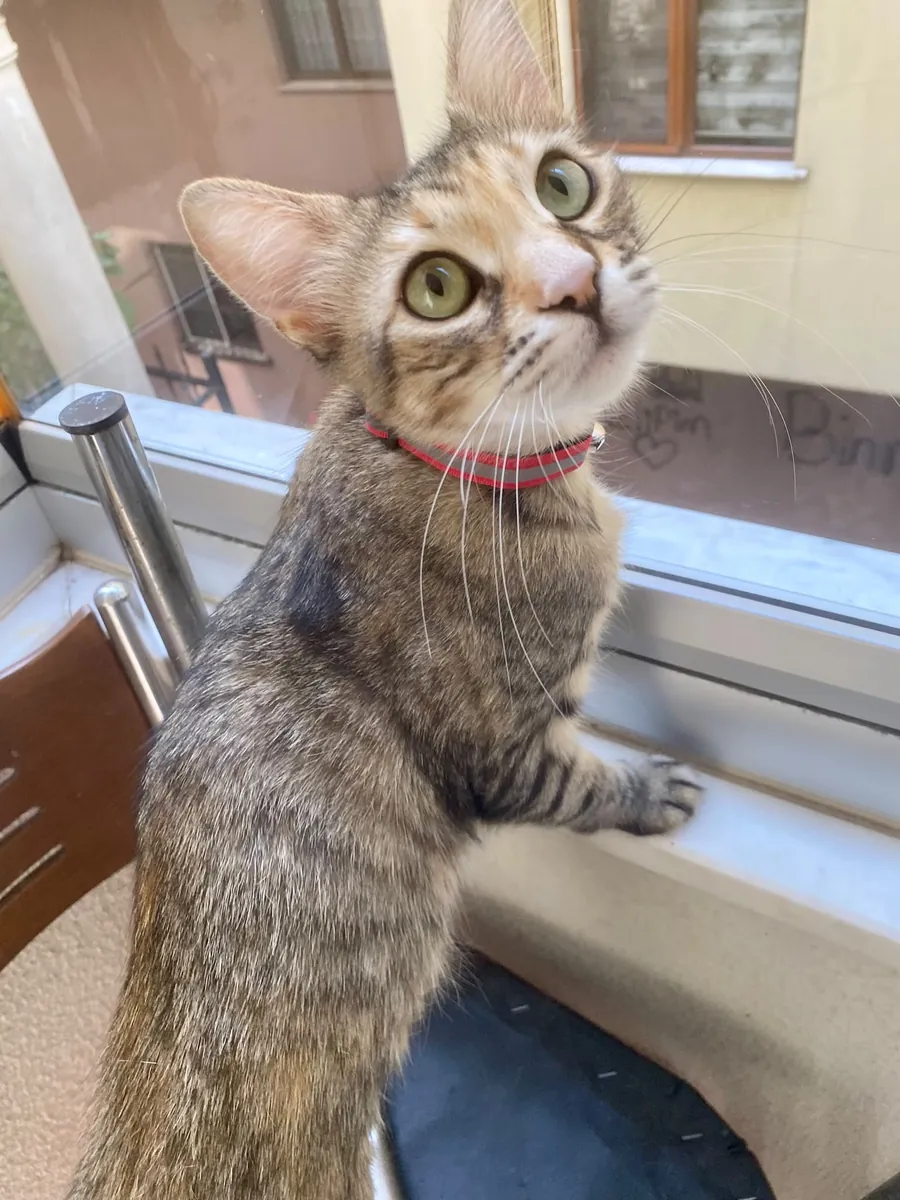 DİŞİ KISIR EV KEDİSİNE ÖMÜRLÜK YUVA